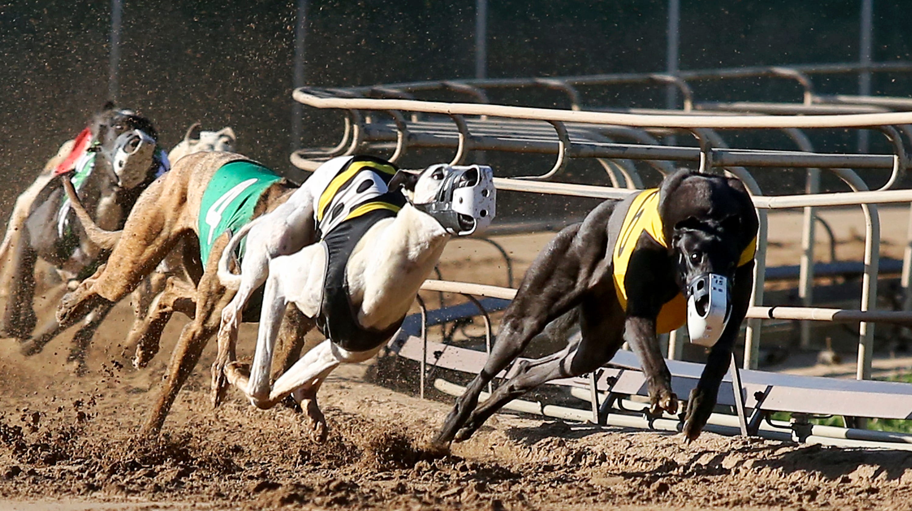 Autotune greyhound racer for sale